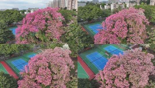 中国广东省广州市天河区华南师范大学异木棉高清在线视频素材下载