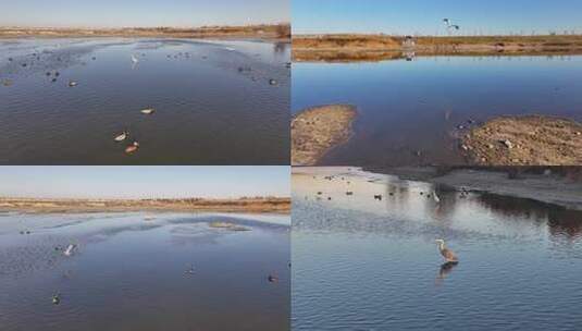 白鹭 野鸭 湖泊 湿地 保护环境 栖息地高清在线视频素材下载