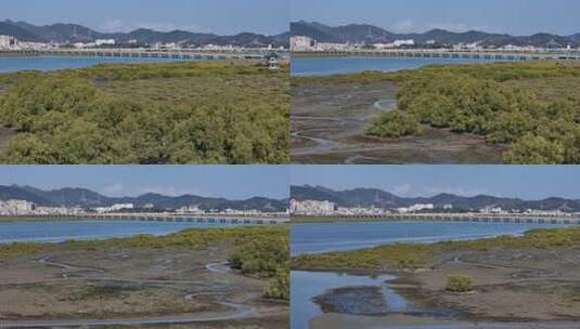 惠州市盐洲海洋湿地公园-红树林航拍高清在线视频素材下载