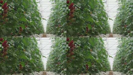 温室有机蔬菜种植高清在线视频素材下载