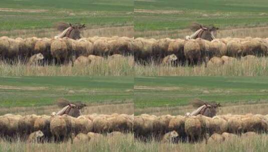 被羊群围住的驴子高清在线视频素材下载