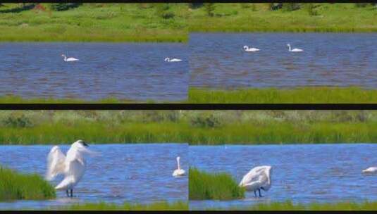天鹅大雁白鹅水边河流河水动物风景自然郊游高清在线视频素材下载