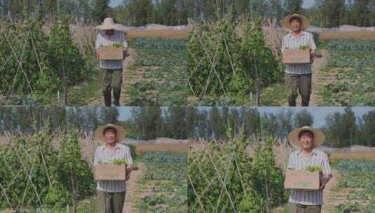 农民拿着一箱蔬菜高清在线视频素材下载