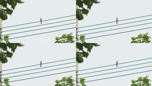 电线杆上的小鸟高清在线视频素材下载