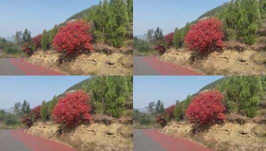 济南市历城区捎近村，秋季满山红叶高清在线视频素材下载