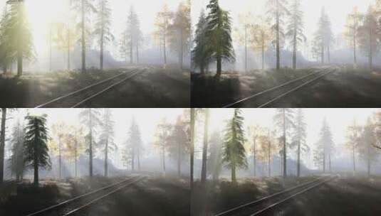 雾蒙蒙的森林高清在线视频素材下载