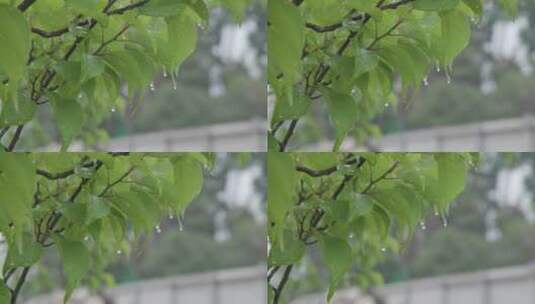 意境实拍大自然水森林雨滴森林下雨河流山水高清在线视频素材下载