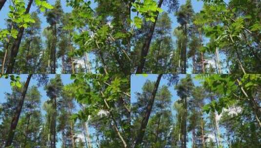 春季树林全景高清在线视频素材下载