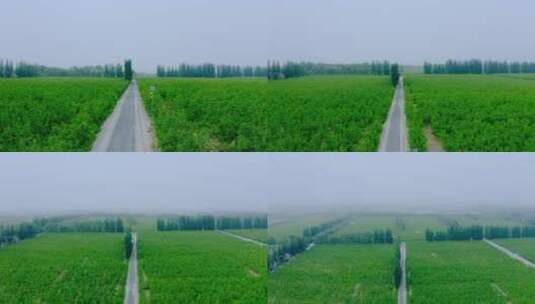 新疆若羌红枣林高清在线视频素材下载