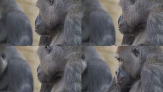大猩猩4k视频高清在线视频素材下载