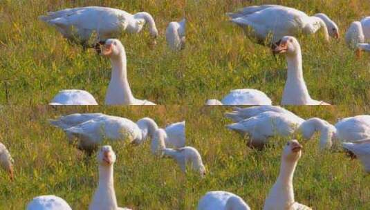 白鹅在草地上觅食高清在线视频素材下载