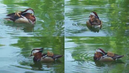 鸭子在湖里喝水高清在线视频素材下载