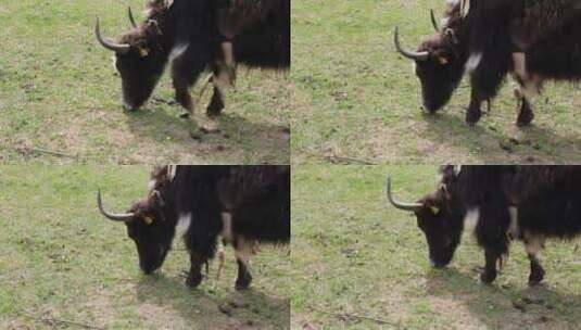 西藏牦牛在啃食草坪高清在线视频素材下载