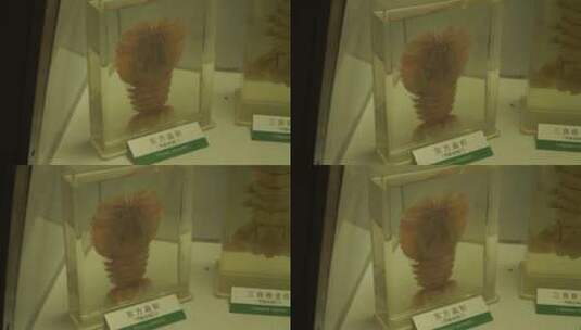 玫瑰龙虾琵琶虾海鳌虾标本高清在线视频素材下载