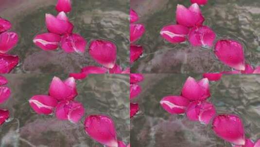漂浮的花瓣高清在线视频素材下载