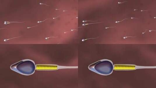 精子卵子受精过程胚胎形成动画高清在线视频素材下载