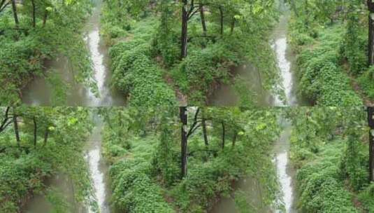 下雨的小河沟高清在线视频素材下载