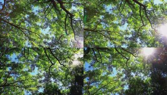 夏日逆光绿色小清晰阳光穿透树叶视频素材高清在线视频素材下载