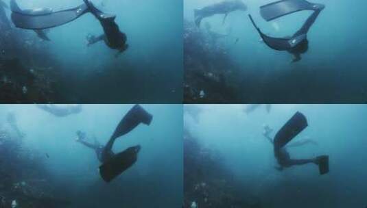 潜水员与海豹群游泳高清在线视频素材下载