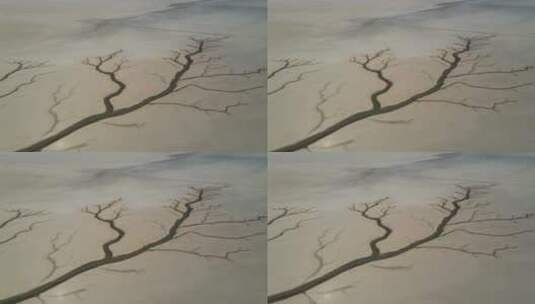 鄱阳湖枯水期生命之树特写航拍视频高清在线视频素材下载