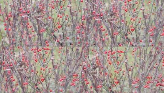 灌木丛结满红色的浆果高清在线视频素材下载