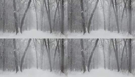 白雪皑皑树枝上的猫头鹰高清在线视频素材下载