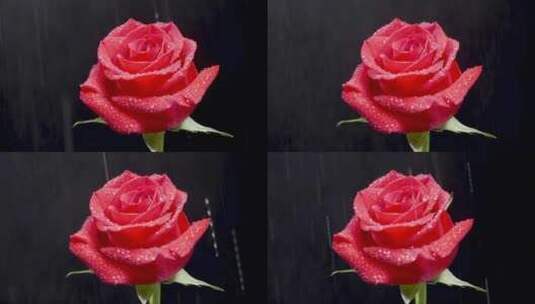 温柔的水滴落在玫瑰上高清在线视频素材下载