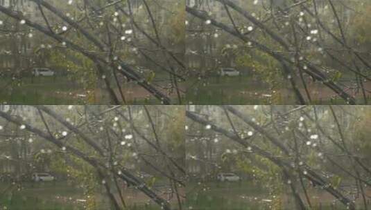 窗外的雨滴打落在树枝上高清在线视频素材下载