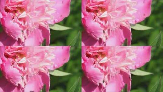 盛开的粉红色牡丹花在微风中摇曳高清在线视频素材下载