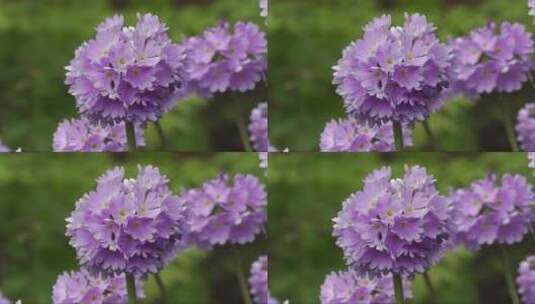 紫色的球形花朵高清在线视频素材下载