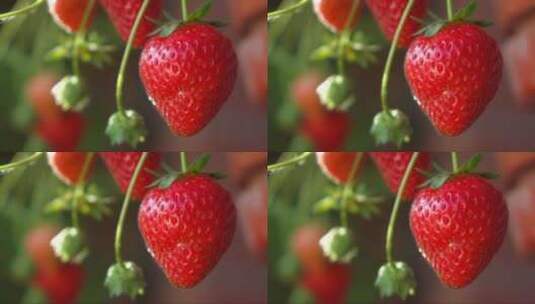 种植园里成熟的草莓高清在线视频素材下载