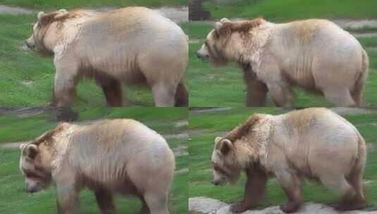 动物园的熊高清在线视频素材下载