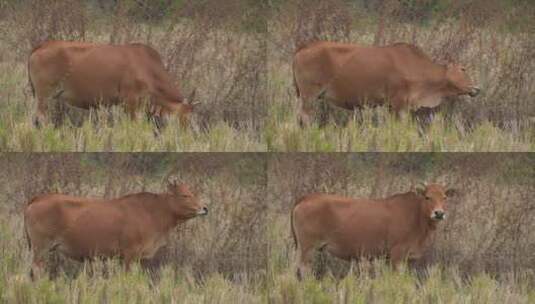 散养的牛群高清在线视频素材下载