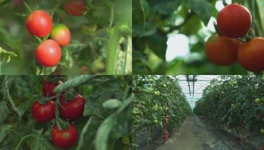 番茄种植空镜头高清在线视频素材下载