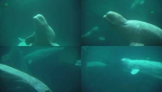 海洋馆海洋公园海豚游泳高清在线视频素材下载
