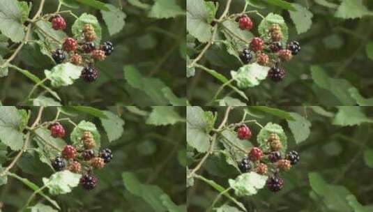 水果苹果梨子葡萄蓝莓 树木树叶花果实特写高清在线视频素材下载