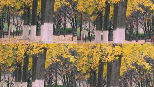 4K升格实拍北京金秋金黄色杨树林林间小路高清在线视频素材下载