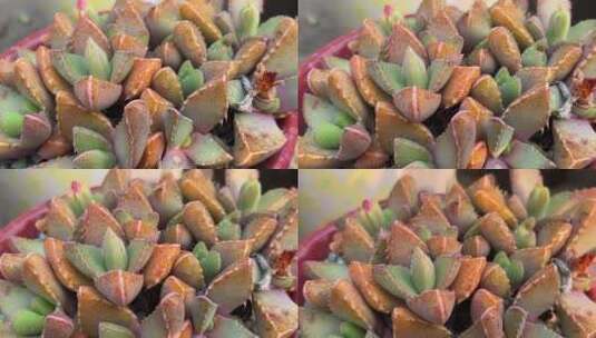 四海波多肉植物高清在线视频素材下载