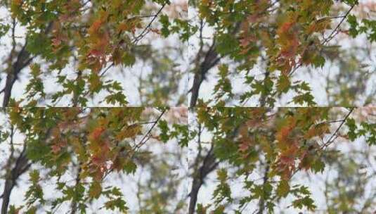 秋天在微风中摇曳的枫叶高清在线视频素材下载