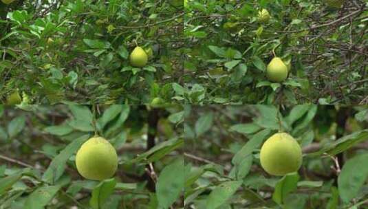树上的葡萄柚 柚子高清在线视频素材下载