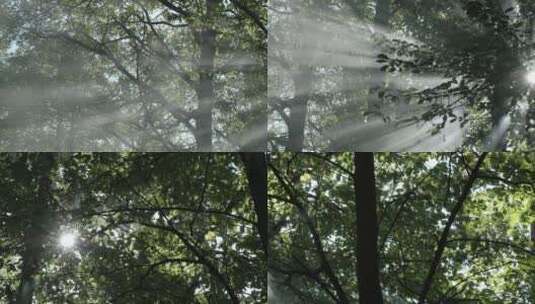 阳光森林 树林高清在线视频素材下载