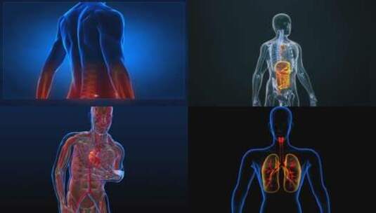 医学人体模型动画高清在线视频素材下载