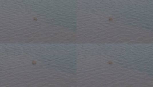 湖中间凸起的石头，空镜头高清在线视频素材下载