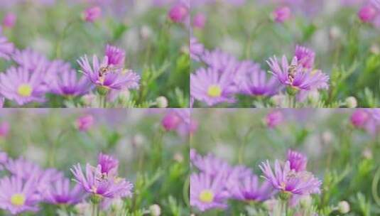 【8K】花和蜜蜂高清在线视频素材下载