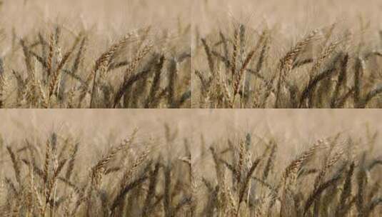 成熟的麦子麦田高清在线视频素材下载