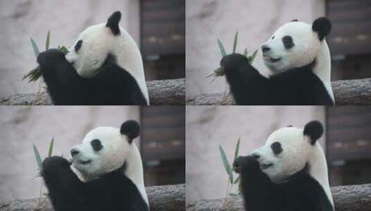 熊猫宝宝国宝熊猫吃东西高清在线视频素材下载