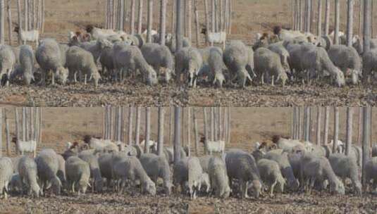 山羊绵羊在草地吃草高清在线视频素材下载