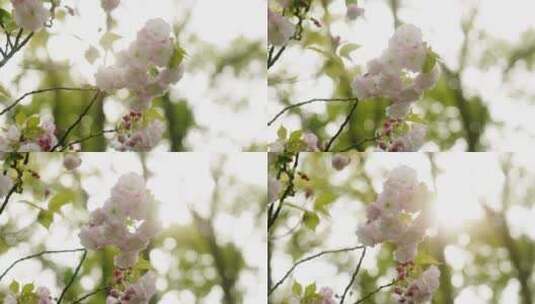 樱花-晚樱-12高清在线视频素材下载