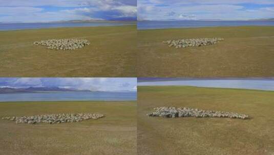 羊群在草场奔跑高清在线视频素材下载