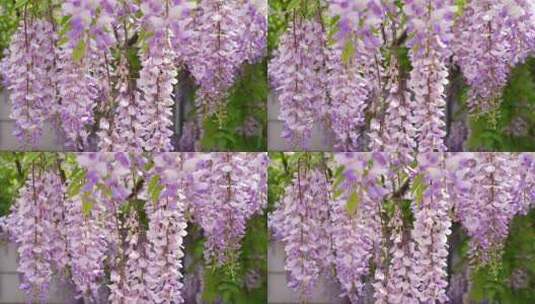 紫藤花海特写藤蔓条房屋紫色蜜蜂随风飘摇落高清在线视频素材下载